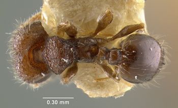 Media type: image; Entomology 20777